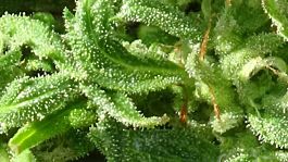 Freedom of Seeds Crystal Dwarf Auto Regular