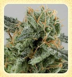 De Sjamaan Seeds Crystal Ryder Auto Feminized