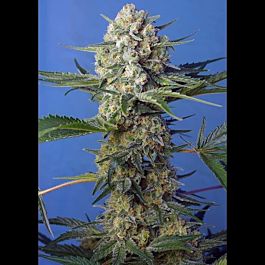 Sweet Seeds Crystal Candy F1 Fast Version Feminized