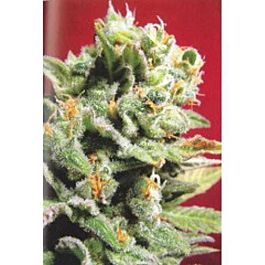 KC Brains Cristal Limit Regular
