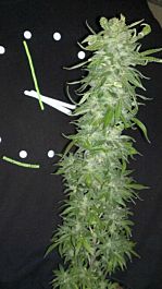 KC Brains Cristal Paradise Feminised
