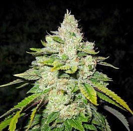 Gage Green Seeds Cornerstone Regular