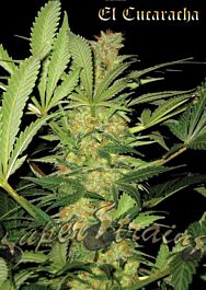Super Strains El Cucaracha Feminized
