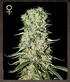 Strain Hunters Damnesia Feminized