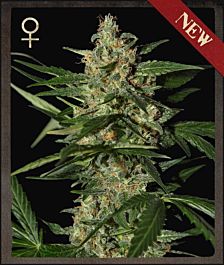 Strain Hunters Damnesia Auto Feminized