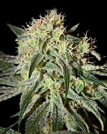 Green House Company Damn Sour Feminised