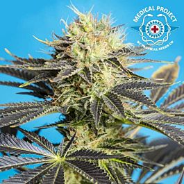 Tropical Seeds Dandy Dance Feminized
