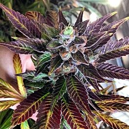 Rare Dankness Seeds Dank Commander Regular