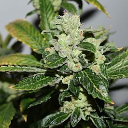 Dank Genetics Mad Sours Feminized