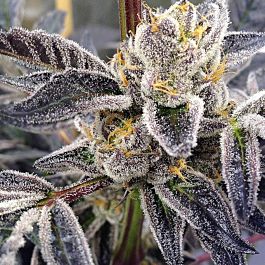 Dank Genetics Sour Cup Cookies Feminized