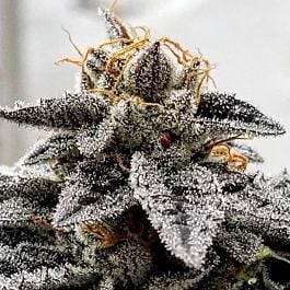 Dank Genetics Sour Dosidos Feminized