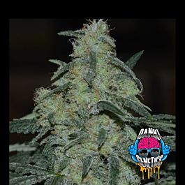 Dank Genetics Sour Flip Mode Feminized