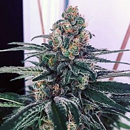 Dank Genetics Sour Ice Cake Feminized