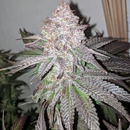 Dank Genetics Sour Lemonaid Feminized