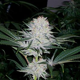 Dank Genetics Sour Star Fighter Feminized
