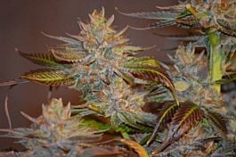 Bodhi Seeds Dank Sinatra Regular