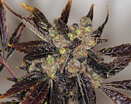 T H Seeds Da Purps Regular