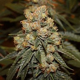 Dark Horse Genetics Gamma Berry Regular