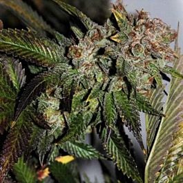 Dark Horse Genetics Hulk Smash Regular