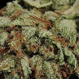 Dark Horse Genetics Lemon Cream Regular