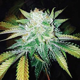 Dark Horse Genetics Orange Cream Regular