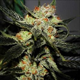 Dark Horse Genetics Strawberry Shortcake Regular