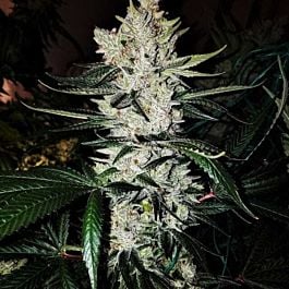 Dark Horse Genetics Original GG #4 S1 Female