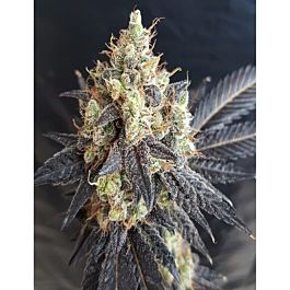 Lineage Genetics Dark Chocolate Feminized