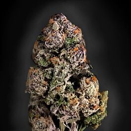 Rare Dankness Seeds Dark Ghost Train Feminized