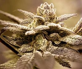 Rare Dankness Seeds Dark Shadow Haze Regular 
