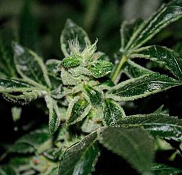 T H Seeds DarkStar Kush Regular