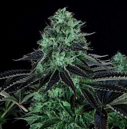 T H Seeds DarkStar Kush Feminised