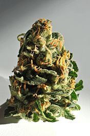 Delta 9 Labs Dawg Brains Regular