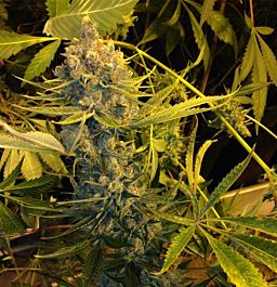 T H Seeds Dawgstar Feminized