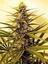 Rare Dankness Seeds Daydream Haze Regular