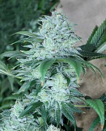 Gage Green Seeds Daybreaker Regular