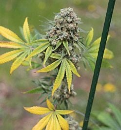 Bodhi Seeds Love Dawg Regular