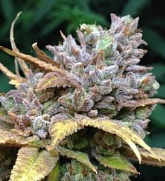 Gage Green Seeds D Cure Regular