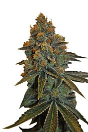 CBD Botanics CBD D Diesel Feminized