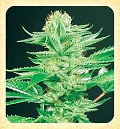 De Sjamaan Seeds Amazonia Regular