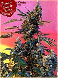 French Touch Seeds Deedee BX1 Regular