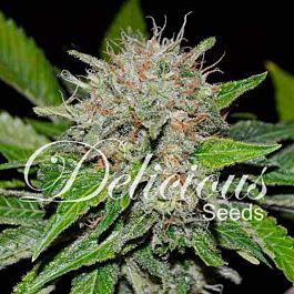Delicious Deep Mandarin Feminized