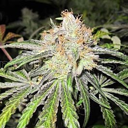 Medical Seeds Deep Neville Regular