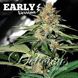Delicious Delicious Candy Early Version Feminized
