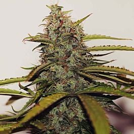 Delta 9 Labs White Widow Regular