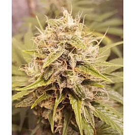 Lineage Genetics Deluxe Orange Regular