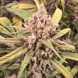 Loud Seeds Dementia Feminized