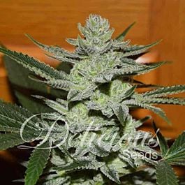 Delicious Desconocida Kush Feminized