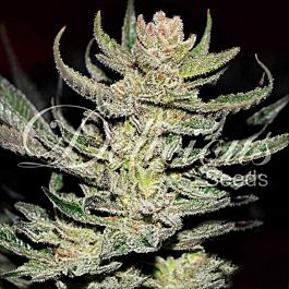 Delicious Desconocida Kush Regular