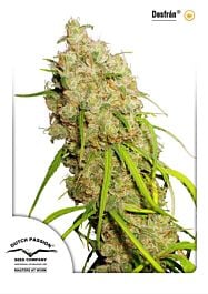 Dutch Passion Desfran Feminized
